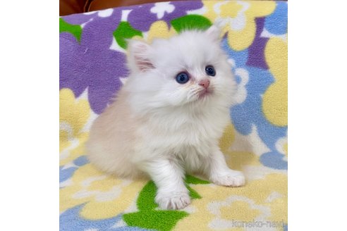 成約済の神奈川県のミヌエット-110431の2枚目