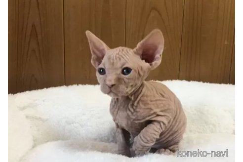 成約済の岐阜県のスフィンクス-110434の2枚目