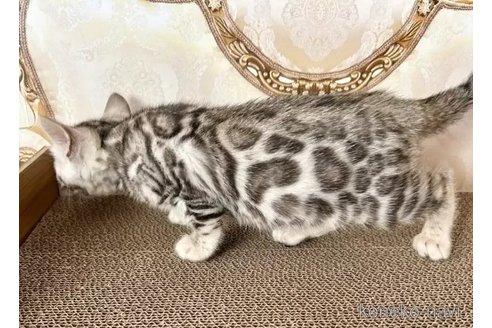 成約済の愛知県のベンガル-110439の3枚目