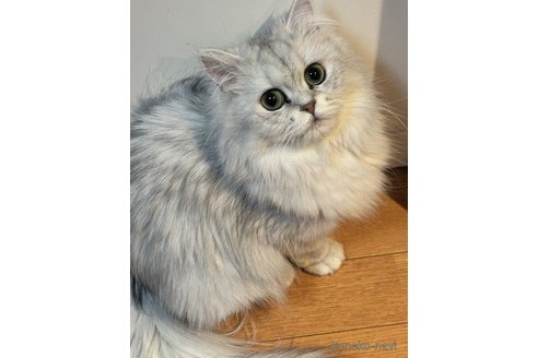 バニラちゃん1枚目