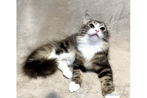 販売中の東京都のノルウェージャンフォレストキャット-106703の7枚目