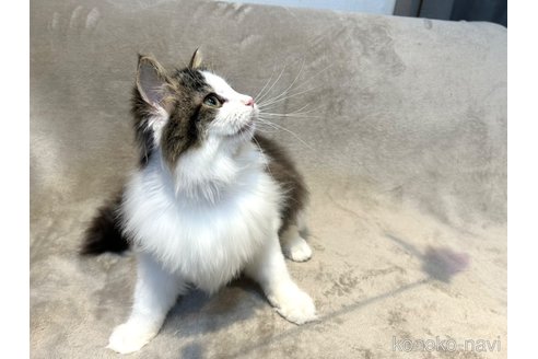 商談中の東京都のノルウェージャンフォレストキャット-110454の6枚目