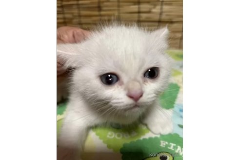 成約済の群馬県のスコティッシュフォールド-110469の2枚目