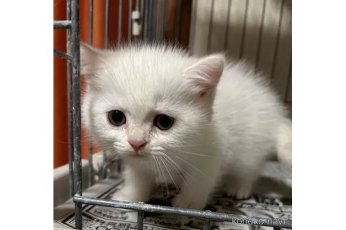 成約済の群馬県のスコティッシュフォールド-110469の1枚目