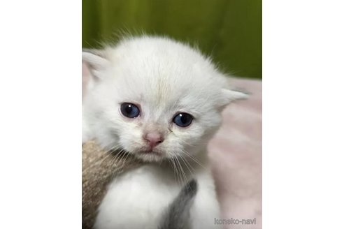 成約済の群馬県のスコティッシュフォールド-110469の3枚目