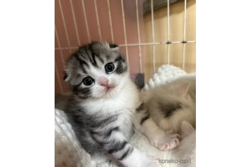 成約済の群馬県のスコティッシュフォールド(折れ耳)-110470の1枚目