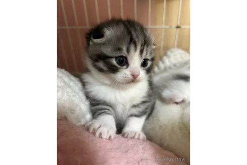 成約済の群馬県のスコティッシュフォールド(折れ耳)-110470の3枚目