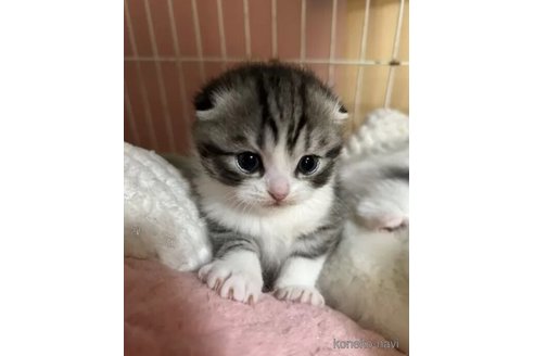成約済の群馬県のスコティッシュフォールド(折れ耳)-110470の4枚目
