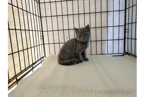 成約済の茨城県のブリティッシュショートヘア-102304の2枚目