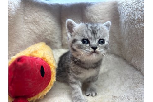 成約済の千葉県のスコティッシュフォールド-110482の22枚目