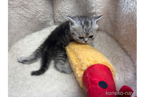 成約済の千葉県のスコティッシュフォールド-110482の16枚目