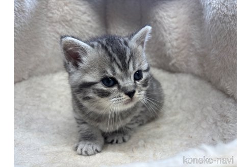 成約済の千葉県のスコティッシュフォールド-110495の19枚目