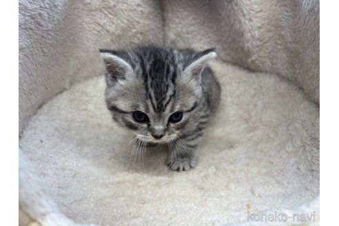成約済の千葉県のスコティッシュフォールド-110495の15枚目
