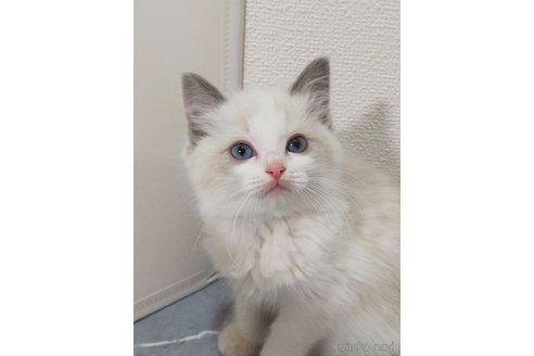 成約済の宮崎県のラグドール-110528の3枚目