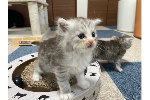 成約済の千葉県のサイベリアン-109884の9枚目