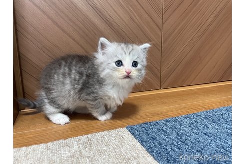 成約済の千葉県のサイベリアン-109884の4枚目