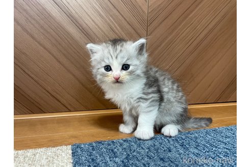 成約済の千葉県のサイベリアン-109884の6枚目