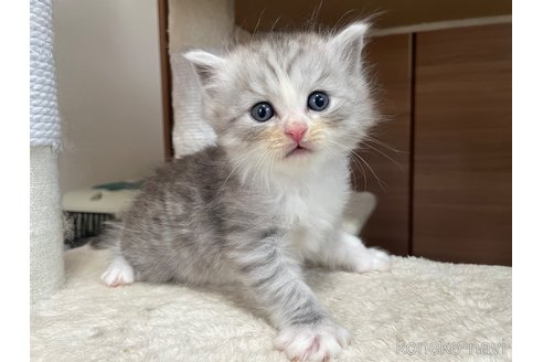 成約済の千葉県のサイベリアン-109884の8枚目