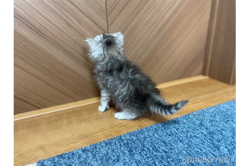成約済の千葉県のサイベリアン-109877の9枚目