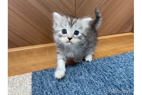 成約済の千葉県のサイベリアン-109877の2枚目