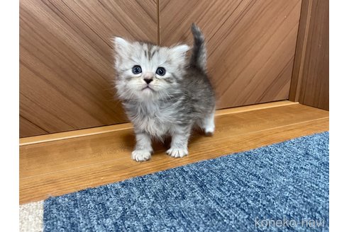 成約済の千葉県のサイベリアン-109877の3枚目