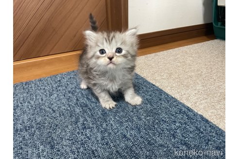成約済の千葉県のサイベリアン-109877の1枚目