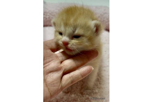 商談中の大阪府のスコティッシュストレート-110535の4枚目