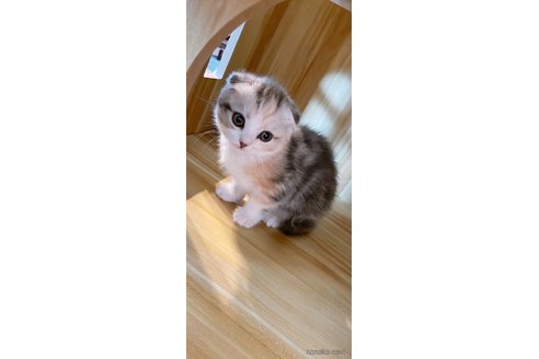 商談中の岡山県のスコティッシュフォールド(折れ耳)-110537の2枚目