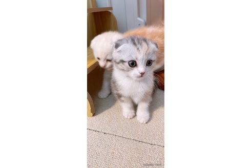 商談中の岡山県のスコティッシュフォールド(折れ耳)-110537の5枚目