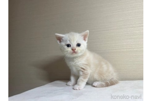 成約済の茨城県のスコティッシュフォールド-110538の4枚目