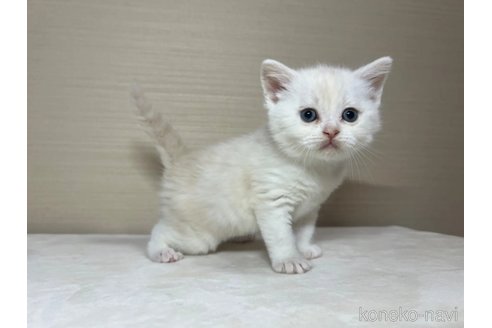 成約済の茨城県のスコティッシュフォールド-110540の5枚目