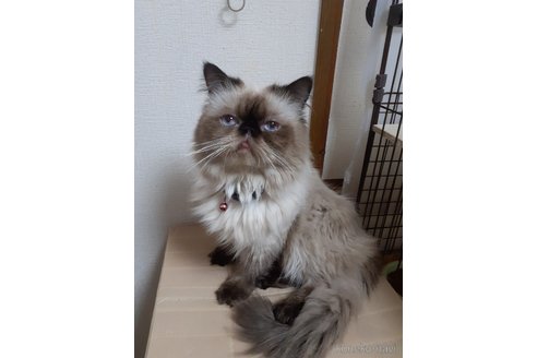 商談中の大阪府のヒマラヤン-91053の4枚目