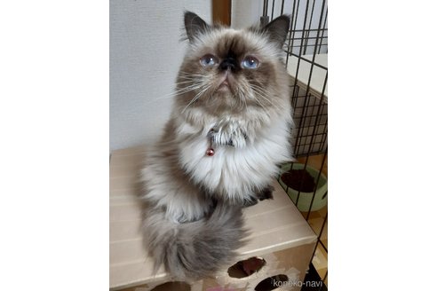 商談中の大阪府のヒマラヤン-91053の1枚目