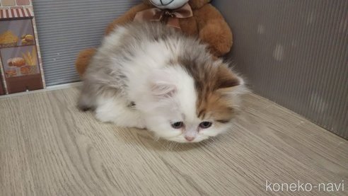 成約済の栃木県のミヌエット-107443の2枚目