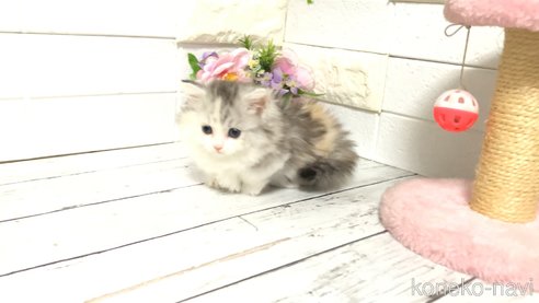成約済の埼玉県のミヌエット(短足)-109559の3枚目
