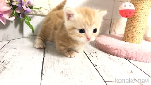 成約済の埼玉県のミヌエット(短足)-110566の7枚目