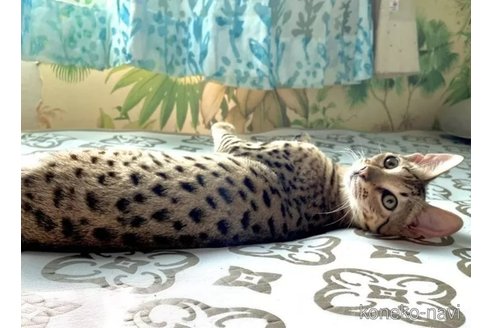 成約済の茨城県のサバンナキャット-110569の2枚目