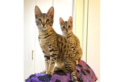 成約済の茨城県のサバンナキャット-110570の3枚目