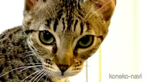 販売中の茨城県のサバンナキャット-110571
