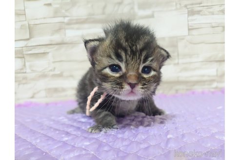 成約済の大阪府のメインクーン-110596の1枚目