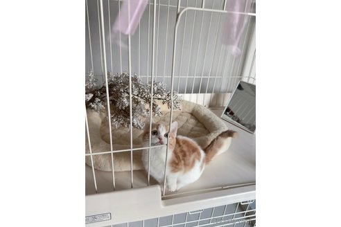 成約済の京都府のマンチカン(短足)-110619の2枚目