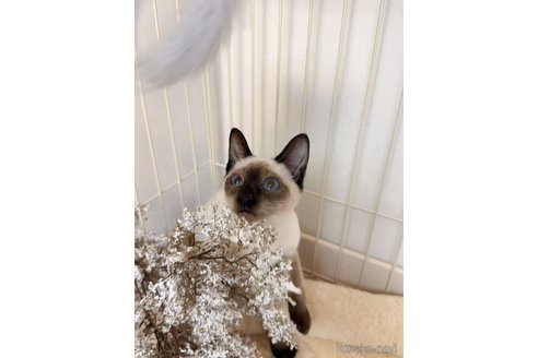 成約済の京都府のシャム(サイアミーズ)-110623の3枚目