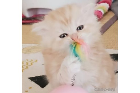 成約済の愛知県のスコティッシュフォールド-110662の3枚目