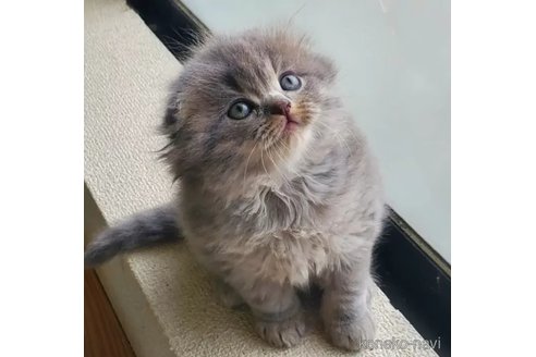 成約済の愛知県のスコティッシュフォールド(折れ耳)-110663の2枚目