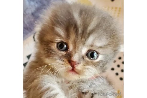 販売中の愛知県のスコティッシュフォールド(折れ耳)-110664の5枚目