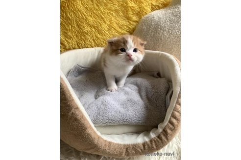 成約済の大阪府のスコティッシュフォールド(折れ耳)-110670の2枚目