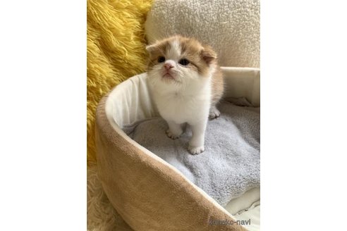成約済の大阪府のスコティッシュフォールド(折れ耳)-110670の3枚目