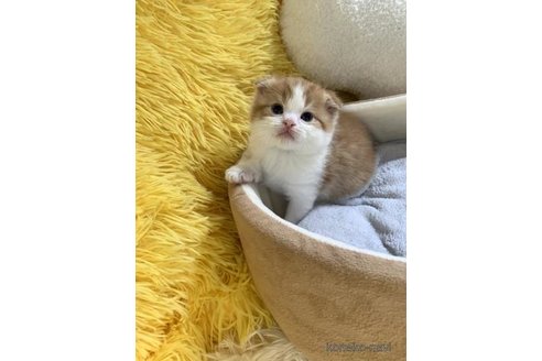 成約済の大阪府のスコティッシュフォールド(折れ耳)-110670の4枚目