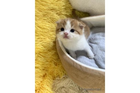 成約済の大阪府のスコティッシュフォールド(折れ耳)-110670の1枚目