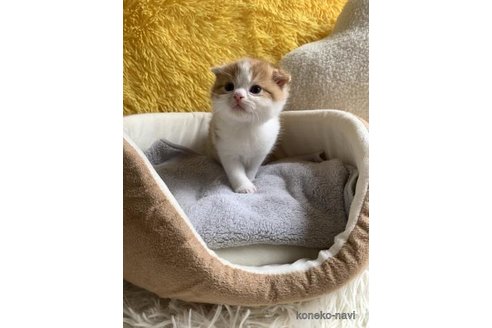 成約済の大阪府のスコティッシュフォールド(折れ耳)-110670の5枚目